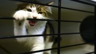 Cat-Sitting Startup Meowtel Achieves Tremendous Growth Despite Facing Challenges in Dog-Focused VC Market
